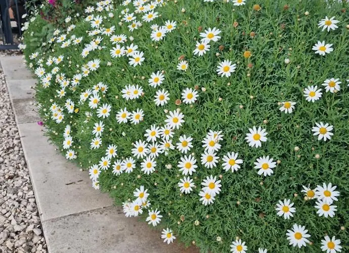 Jelic Zadarvillas Вилла Нин