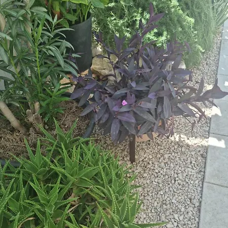 Jelic Zadarvillas Nin