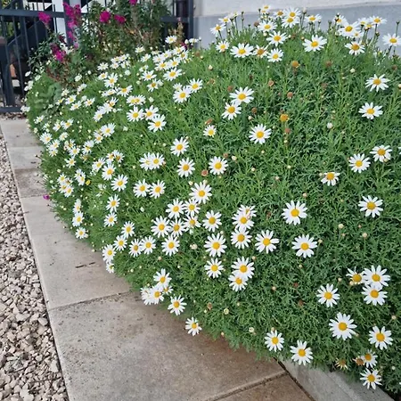 Jelic Zadarvillas Villa Nin