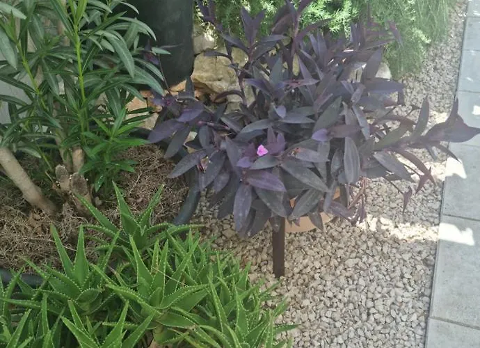 Jelic Zadarvillas Nin